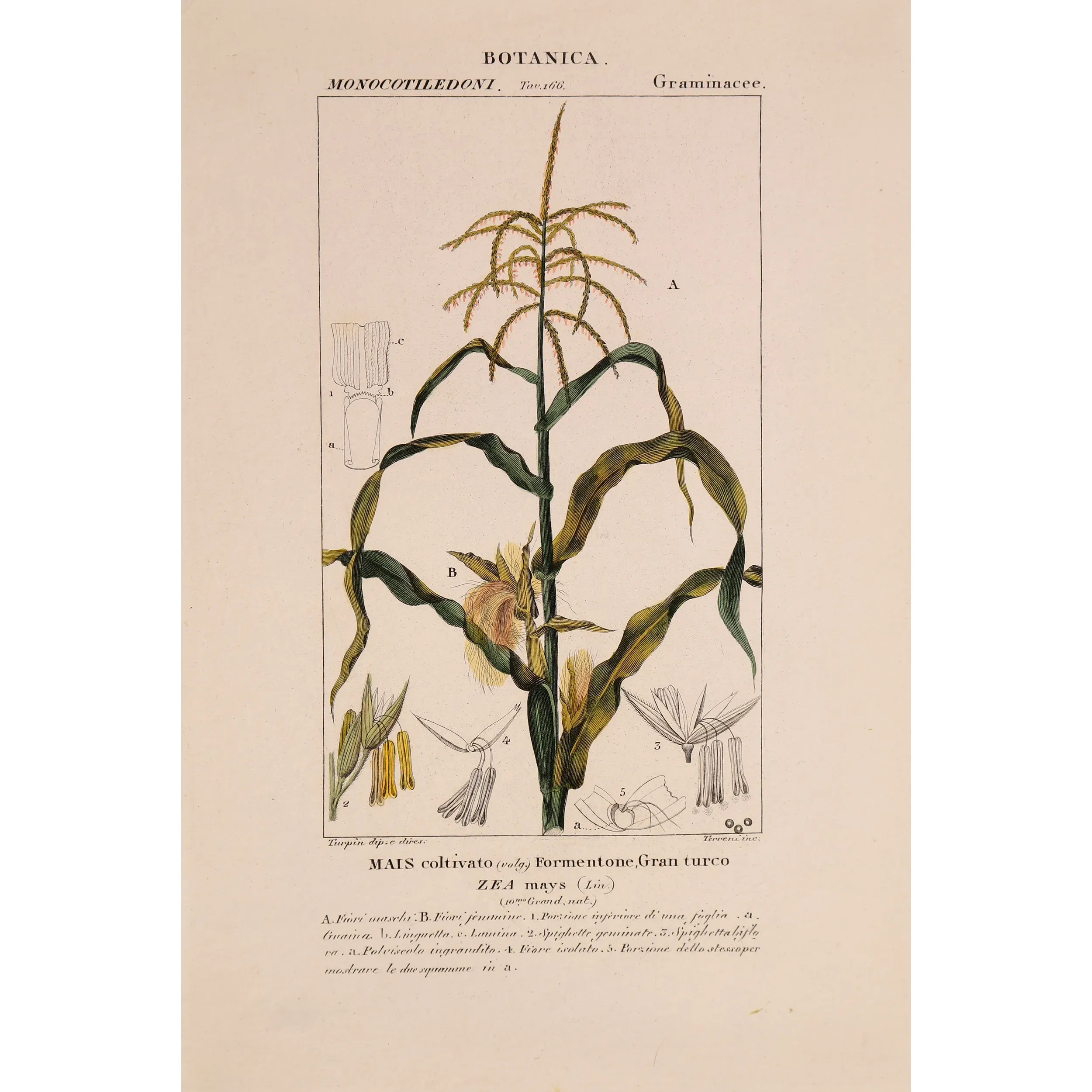 Antique Botanical Print – Pierre Jean François Turpin – Maize or Indian Corn  *Zea mays* set of 2 - Original hand-colored engra