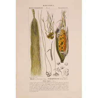Antique Botanical Print – Pierre Jean François Turpin – Maize or Indian Corn  *Zea mays* set of 2 - Original hand-colored engra