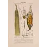 Maize or Indian Corn  *Zea mays* set of 2 - Original hand-colored engraving by Turpin, Antique Botanical Print (c.1835)