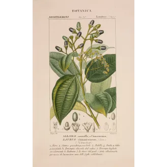 Antique Botanical Print – Pierre Jean François Turpin – Bay Laurel or Cinnamon Tree  *Laurus cinnamomum* Original hand-colored