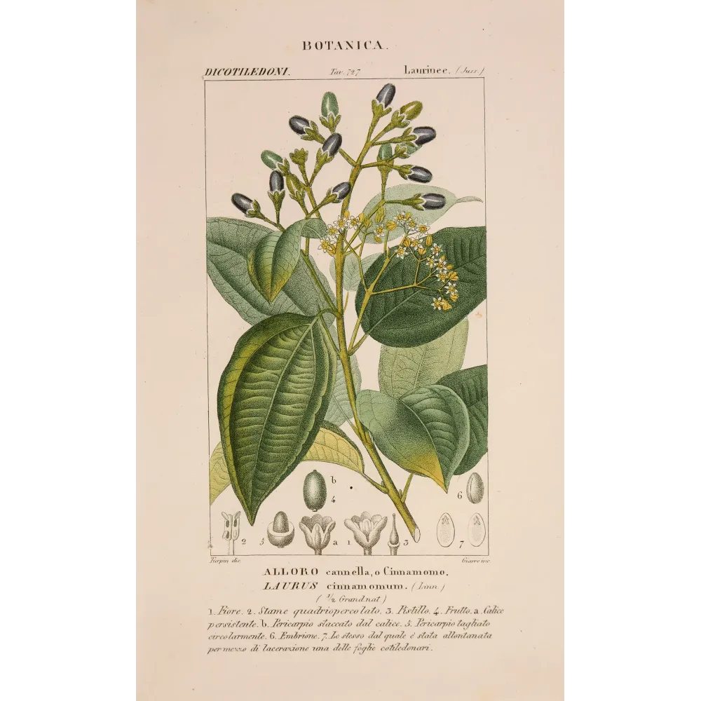 Antique Botanical Print – Pierre Jean François Turpin – Bay Laurel or Cinnamon Tree  *Laurus cinnamomum* Original hand-colored