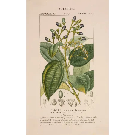 Antique Botanical Print – Pierre Jean François Turpin – Bay Laurel or Cinnamon Tree  *Laurus cinnamomum* Original hand-colored