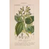 Bay Laurel or Cinnamon Tree  *Laurus cinnamomum* Original hand-colored engraving by Turpin, Antique Botanical Print (c.1835)