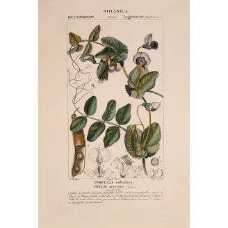 Antique Botanical Print – Pierre Jean François Turpin – Wild Pea  *Pisum arvense* Original hand-colored engraving by Turpin, An