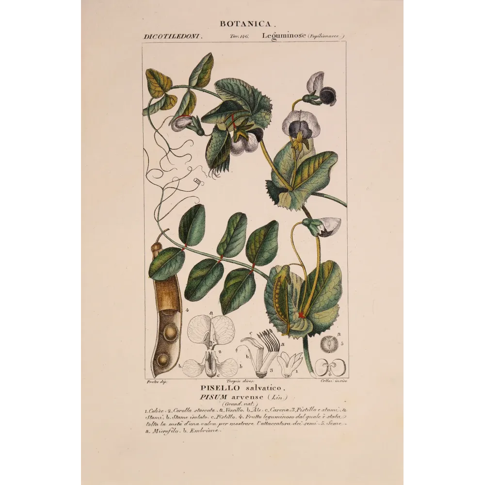 Antique Botanical Print – Pierre Jean François Turpin – Wild Pea  *Pisum arvense* Original hand-colored engraving by Turpin, An