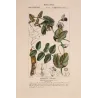 Wild Pea  *Pisum arvense* Original hand-colored engraving by Turpin, Antique Botanical Print (c.1835)