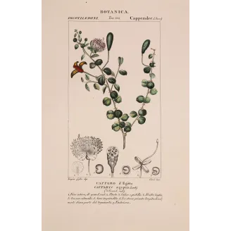 Antique Botanical Print – Pierre Jean François Turpin – Egyptian Caper