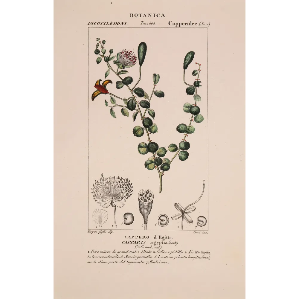 Antique Botanical Print – Pierre Jean François Turpin – Egyptian Caper