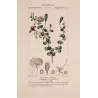 Egyptian Caper (*Capparis aegyptia*)  Original hand-colored engraving by Turpin,  Antique  Botanical Print (c.1835)
