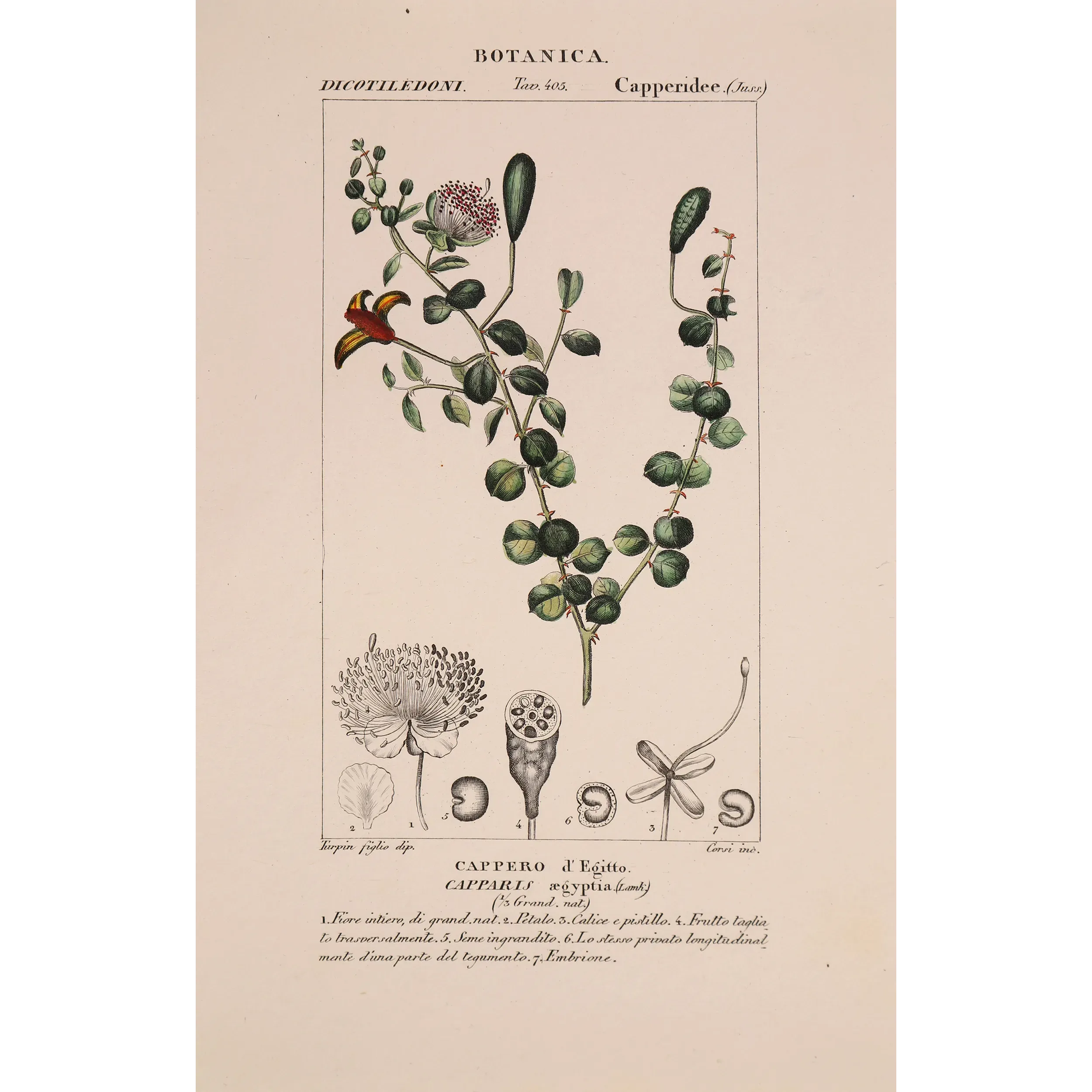Antique Botanical Print – Pierre Jean François Turpin – Egyptian Caper