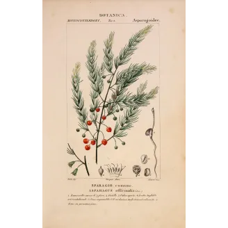 Antique Botanical Print – Pierre Jean François Turpin – Common Asparagus  *Asparagus officinalis* Original hand-colored engravi