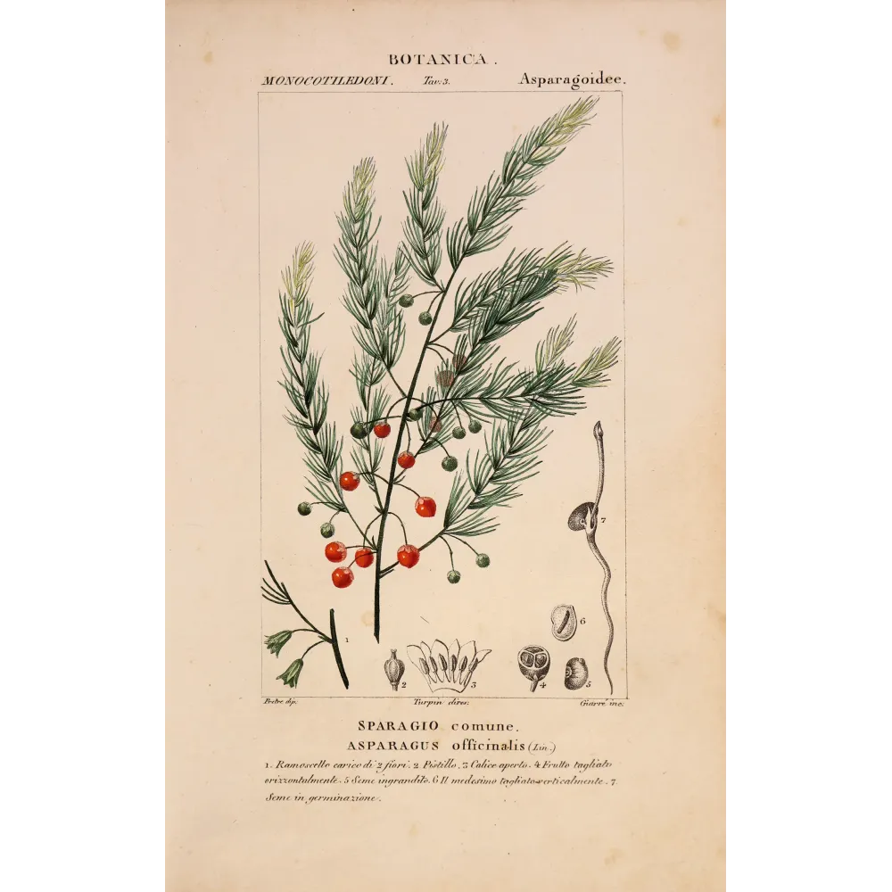 Antique Botanical Print – Pierre Jean François Turpin – Common Asparagus  *Asparagus officinalis* Original hand-colored engravi