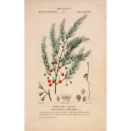 Antique Botanical Print – Pierre Jean François Turpin – Common Asparagus  *Asparagus officinalis* Original hand-colored engravi