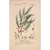 Common Asparagus  *Asparagus officinalis* Original hand-colored engraving by Turpin, Antique Botanical Print (c.1835)