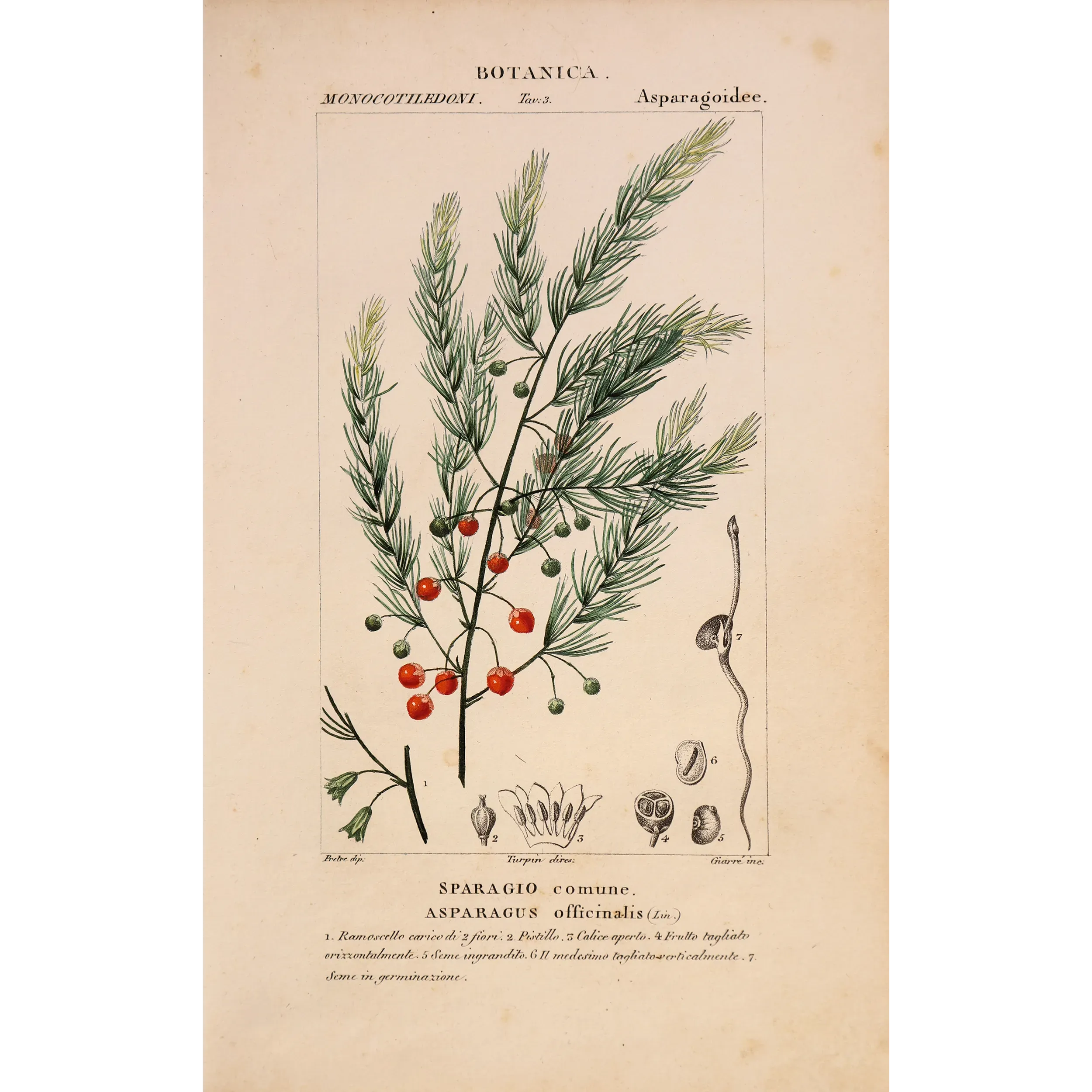 Antique Botanical Print – Pierre Jean François Turpin – Common Asparagus  *Asparagus officinalis* Original hand-colored engravi