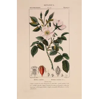 Antique Botanical Print – Pierre Jean François Turpin – Dog Rose – Rosa canina