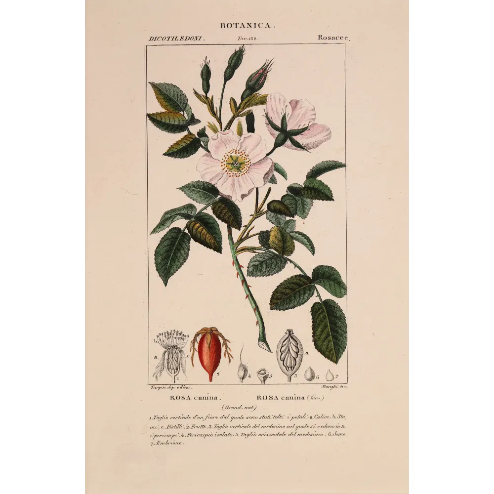 Antique Botanical Print – Pierre Jean François Turpin – Dog Rose – Rosa canina