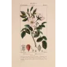 Dog Rose – Rosa canina (Linnaeus)  Original hand-colored engraving by Turpin, Antique Botanical Print (c.1835)