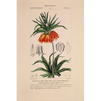Antique Botanical Print – Pierre Jean François Turpin – Crown Imperial  *Fritillaria imperialis* Original hand-colored engravin