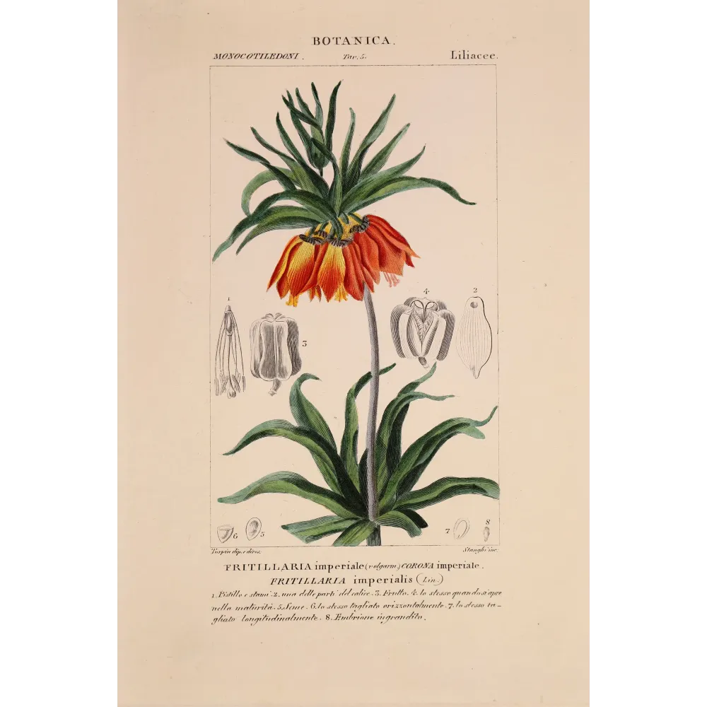 Antique Botanical Print – Pierre Jean François Turpin – Crown Imperial  *Fritillaria imperialis* Original hand-colored engravin
