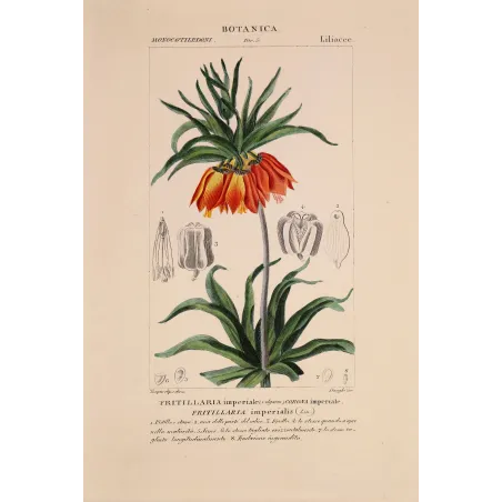 Antique Botanical Print – Pierre Jean François Turpin – Crown Imperial  *Fritillaria imperialis* Original hand-colored engravin