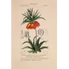Crown Imperial  *Fritillaria imperialis* Original hand-colored engraving by Turpin, Antique Botanical Print (c.1835)