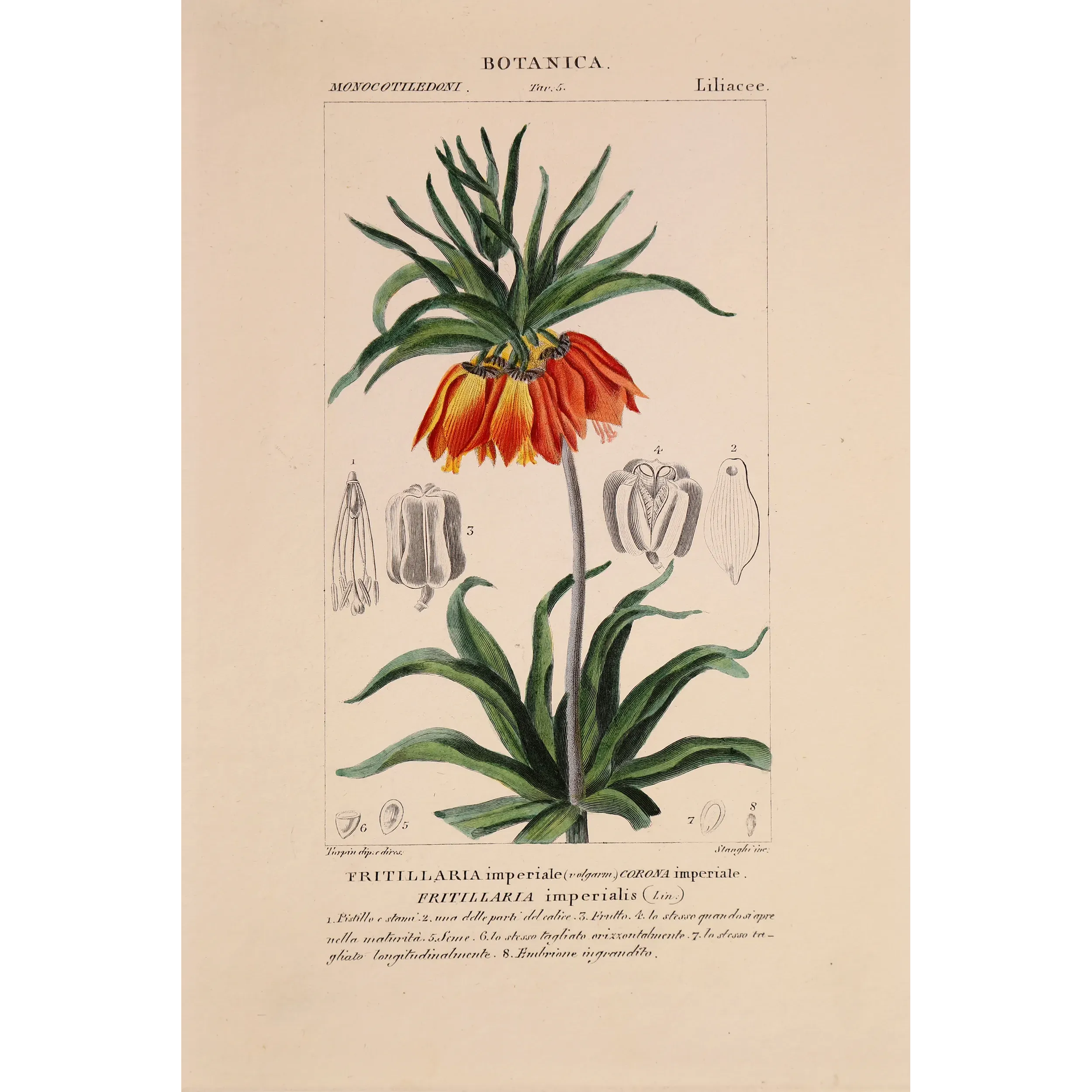 Antique Botanical Print – Pierre Jean François Turpin – Crown Imperial  *Fritillaria imperialis* Original hand-colored engravin