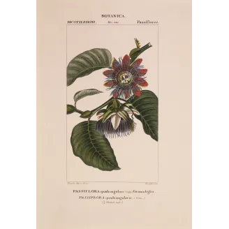 Antique Botanical Print – Pierre Jean François Turpin – Wing