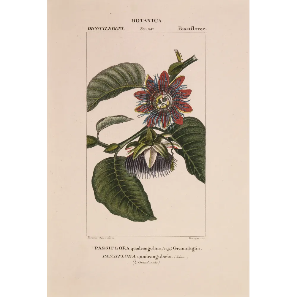 Antique Botanical Print – Pierre Jean François Turpin – Wing