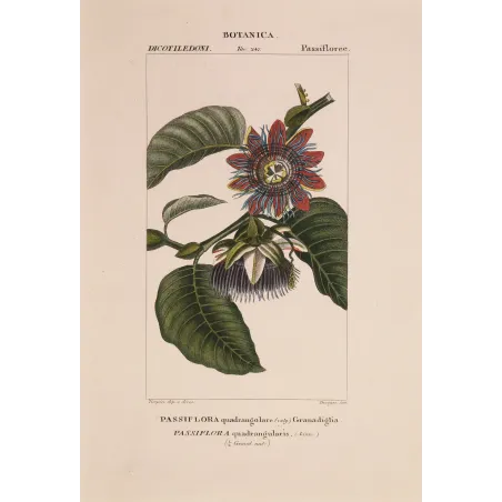 Antique Botanical Print – Pierre Jean François Turpin – Wing