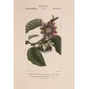 Set with 2 Wing-Stemmed Passionflower *Passiflora alata*  -  Original hand-colored engraving by Turpin, Antique Botanical Print