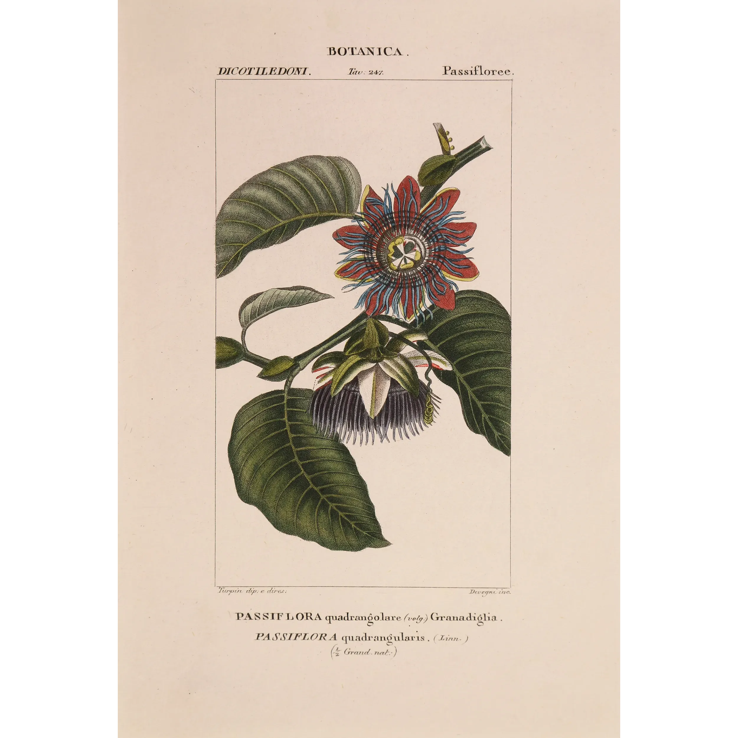 Antique Botanical Print – Pierre Jean François Turpin – Wing