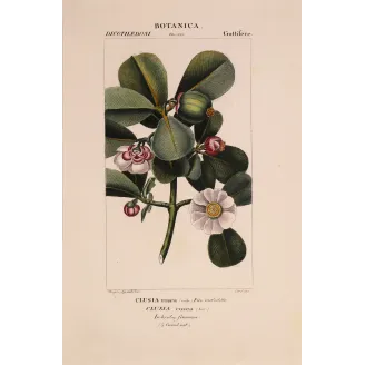 Passiflora & Clusia  Antique Tropical Flower Double Print | Prantique