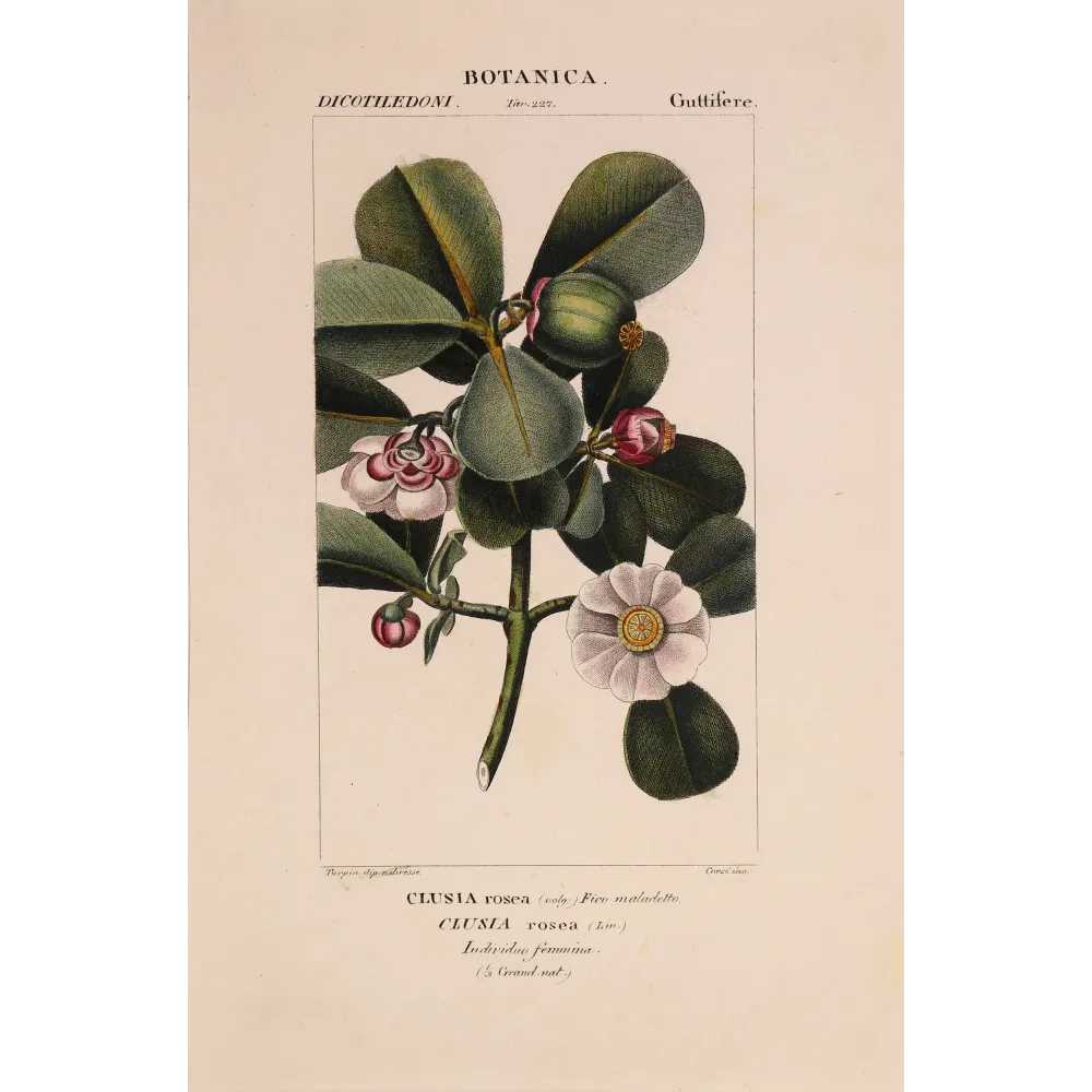 Passiflora & Clusia  Antique Tropical Flower Double Print | Prantique