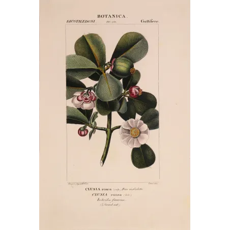 Passiflora & Clusia  Antique Tropical Flower Double Print | Prantique