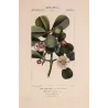 -Set with 2 -Tropical Passionflower and Clusia  *Passiflora quadrangularis* & *Clusia rosea* Turpin Antique Botanical Print