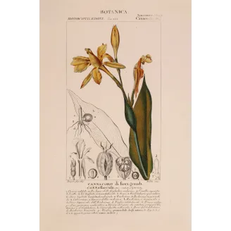 Antique Botanical Print – Pierre Jean François Turpin – Canna flaccida  *Canna flaccida* Original hand-colored engraving by Tur