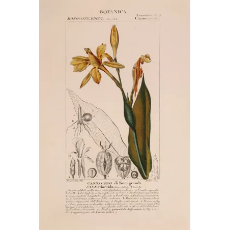 Antique Botanical Print – Pierre Jean François Turpin – Canna flaccida  *Canna flaccida* Original hand-colored engraving by Tur