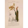 Canna flaccida  *Canna flaccida* Original hand-colored engraving by Turpin, Antique Botanical Print (c.1835)