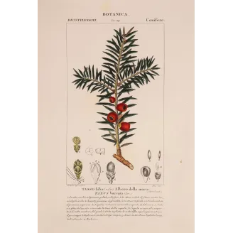 Antique Botanical Print – Pierre Jean François Turpin – European Yew  *Taxus baccata* Original hand-colored engraving by Turpin