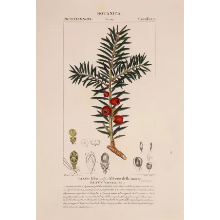 Antique Botanical Print – Pierre Jean François Turpin – European Yew  *Taxus baccata* Original hand-colored engraving by Turpin