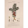European Yew  *Taxus baccata* Original hand-colored engraving by Turpin, Antique Botanical Print (c.1835)