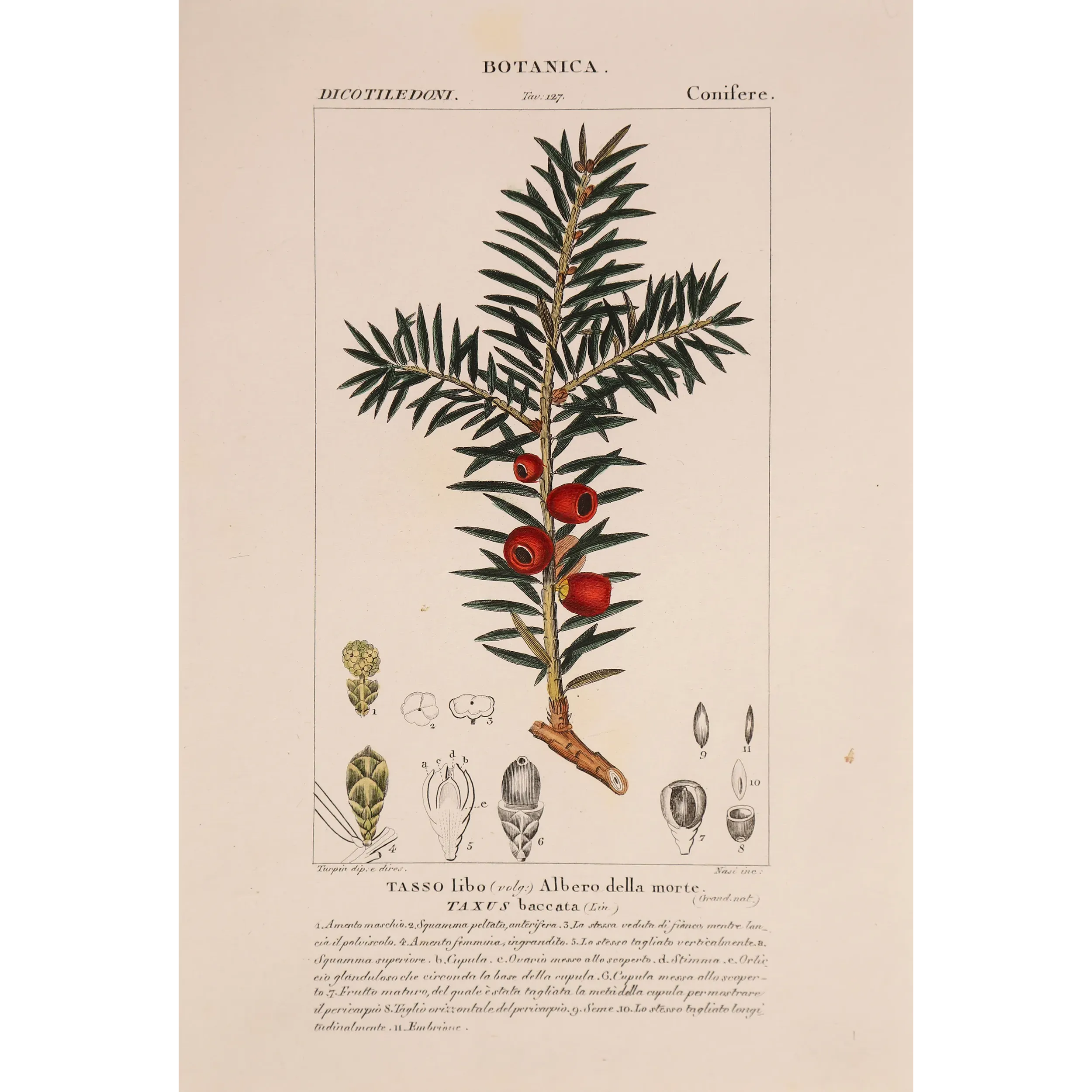 Antique Botanical Print – Pierre Jean François Turpin – European Yew  *Taxus baccata* Original hand-colored engraving by Turpin