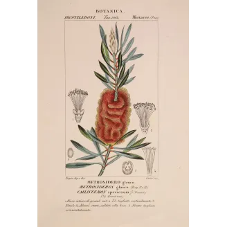 Antique Botanical Print – Pierre Jean François Turpin – Callistemon speciosus  *Metrosideros glauca* Original hand-colored engr