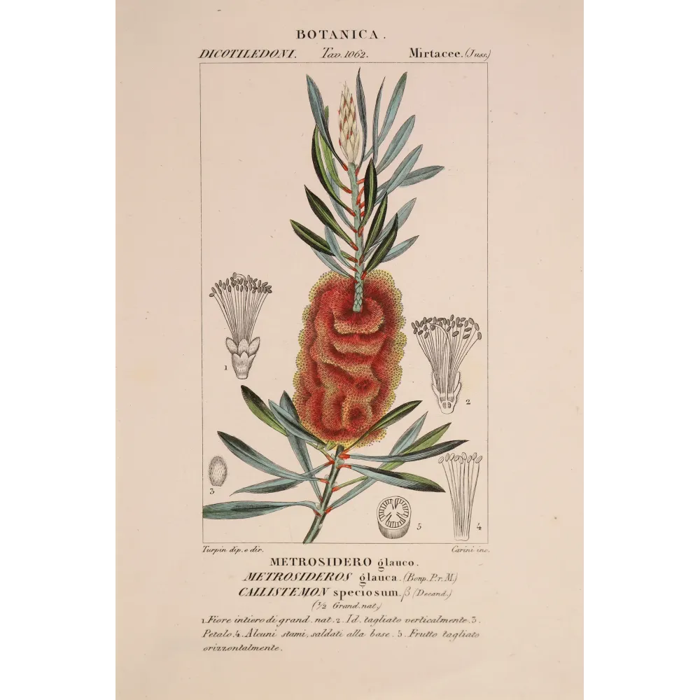 Antique Botanical Print – Pierre Jean François Turpin – Callistemon speciosus  *Metrosideros glauca* Original hand-colored engr