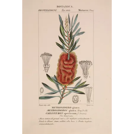 Antique Botanical Print – Pierre Jean François Turpin – Callistemon speciosus  *Metrosideros glauca* Original hand-colored engr