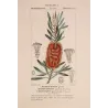 Callistemon speciosus  *Metrosideros glauca* Original hand-colored engraving by Turpin, Antique Botanical Print (c.1835)