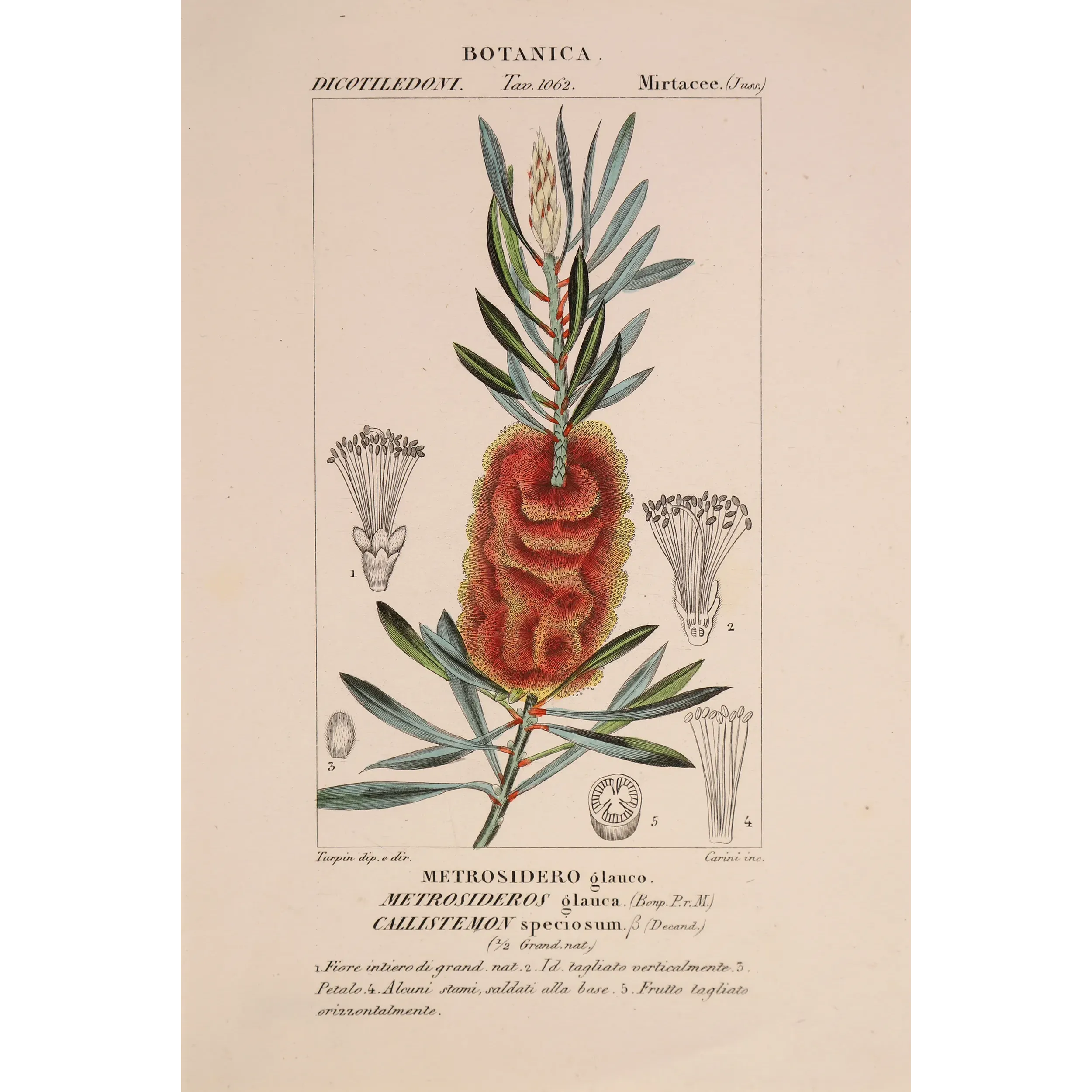 Antique Botanical Print – Pierre Jean François Turpin – Callistemon speciosus  *Metrosideros glauca* Original hand-colored engr