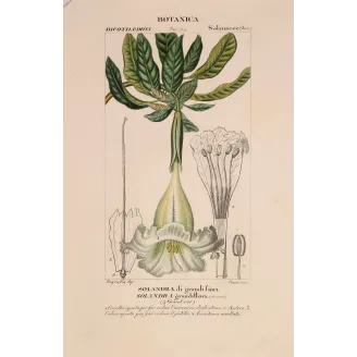 Antique Botanical Print – Pierre Jean François Turpin – Solandra grandiflora  *Solandra grandiflora* Original hand-colored engr