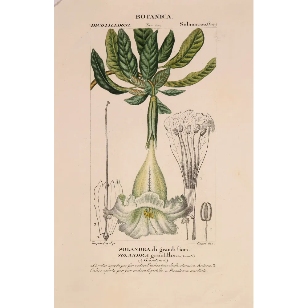 Antique Botanical Print – Pierre Jean François Turpin – Solandra grandiflora  *Solandra grandiflora* Original hand-colored engr